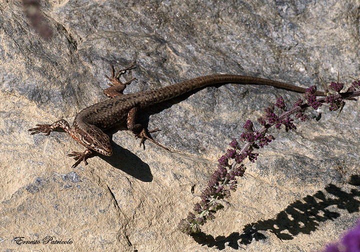 Podarcis muralis femmina